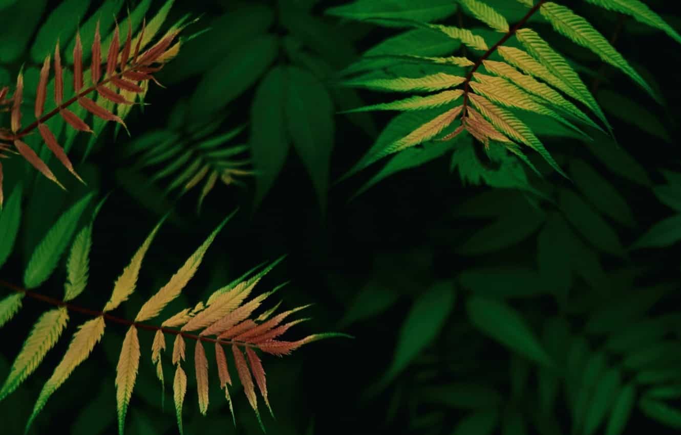 git环境配置